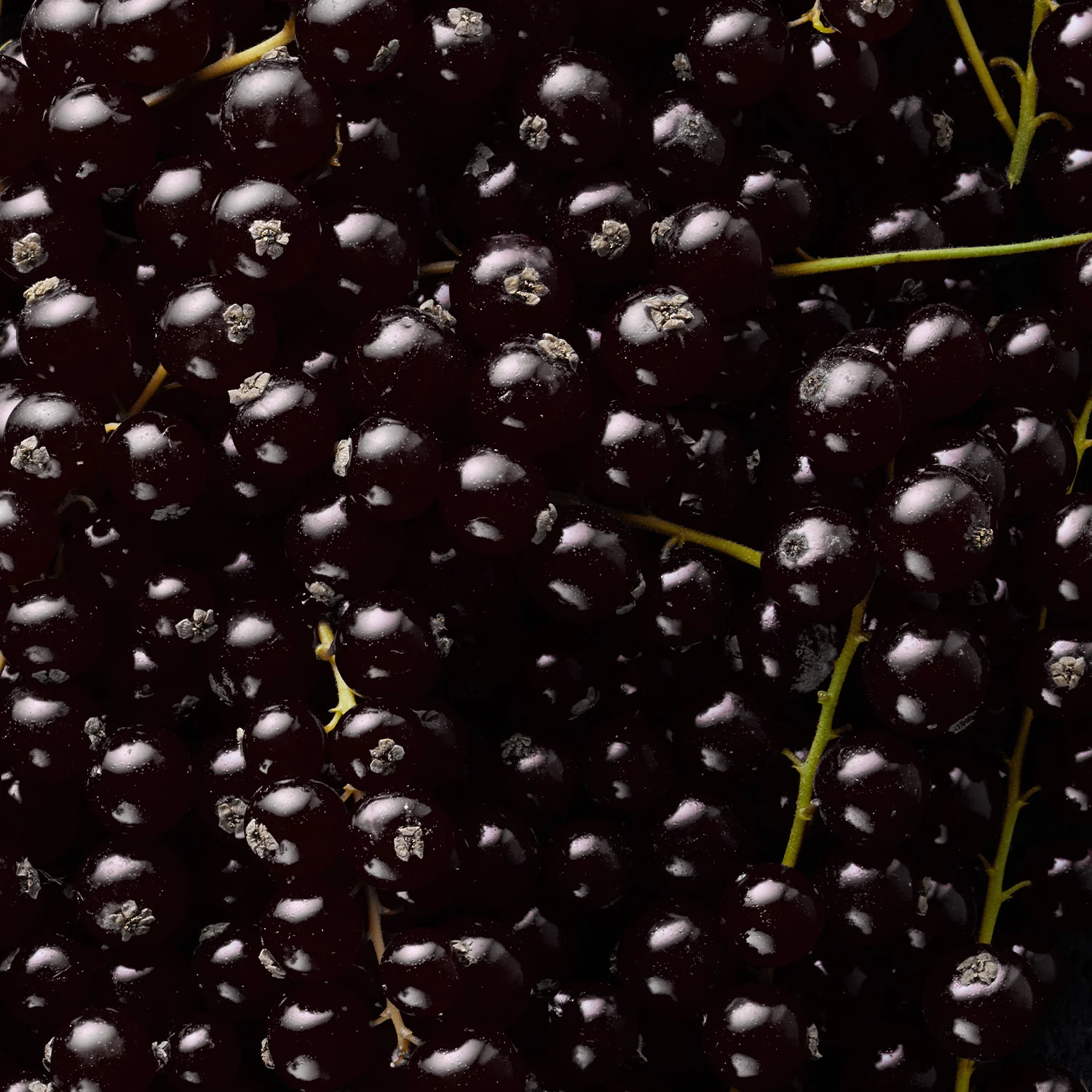 Schwarze Johannisbeere - Image 3