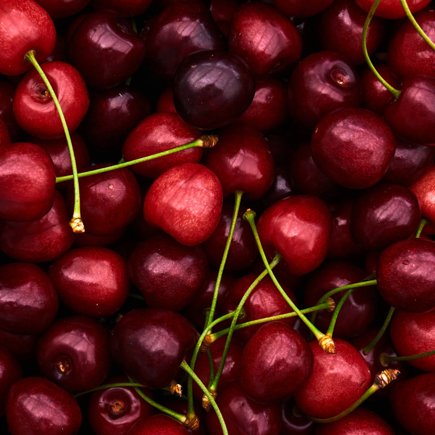 Sour Cherry - Image 3